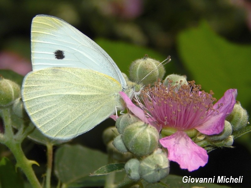 Alla ricerca del Satyrium pruni